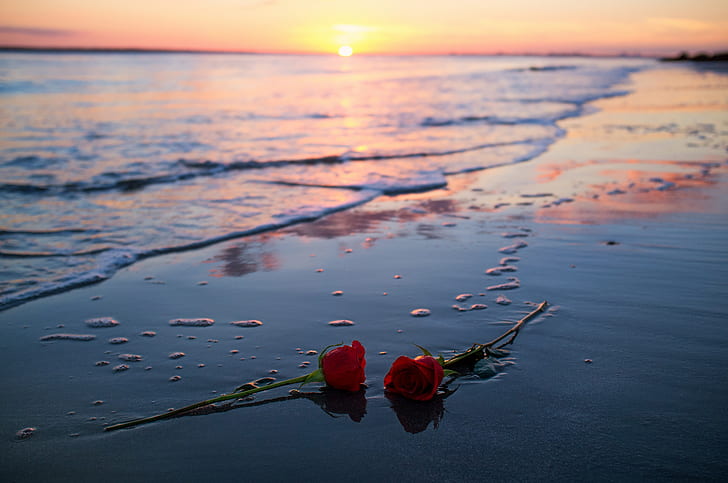 Earth, Sunset, Beach, Flower, Horizon, Nature, Ocean, Red Rose, HD wallpaper