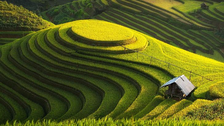vietnam, rice fields, terraced, mu cang chai, yenbai, green farm, HD wallpaper