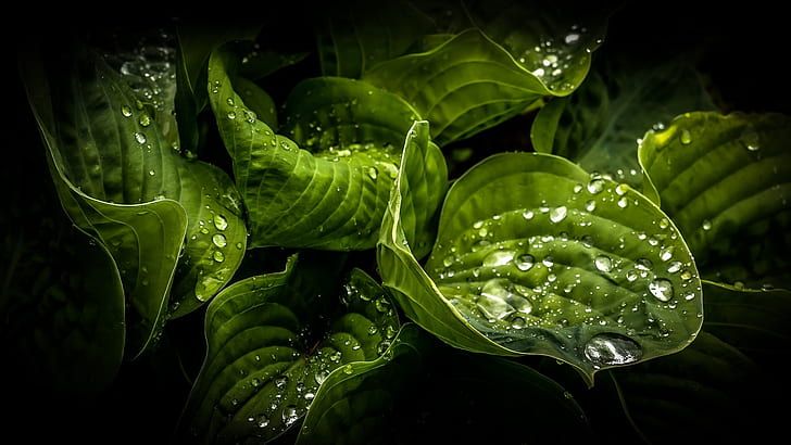 Green leaves close-up, water drops, dew