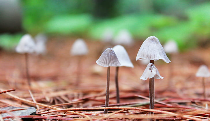 depth of field photography of mushrooms on ground, la, lluvia