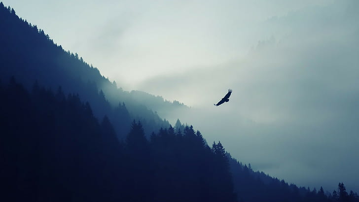 eagle above misty forest, mountains, trees, minimalism, nature