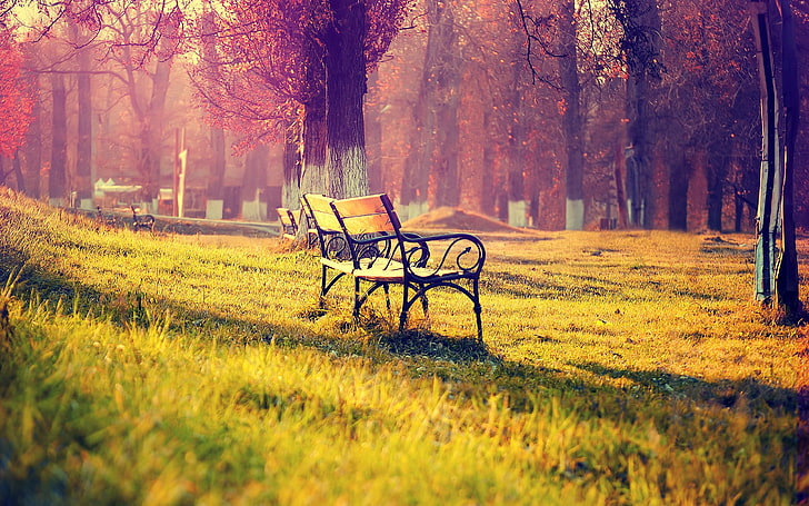 landscape, trees, romantic, bench, grass, forest, daylight