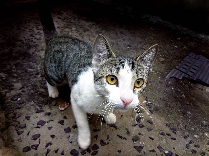 white and black tabby cat, animals, feline, yellow eyes, pets, HD wallpaper