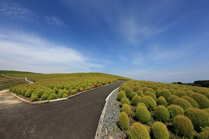 gray asphalt road surrounded with green plants under cloudy sky, kochia scoparia, kochia scoparia