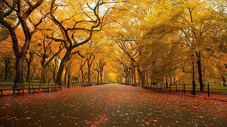 yellow trees, nature, landscape, autumn, change, plant, the way forward, HD wallpaper