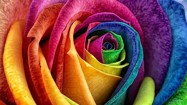 Rainbow Rose, Flowers/Gardens, HD wallpaper