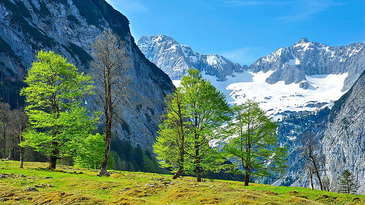green leafed trees, landscape, nature, Alps, mountain, plant, HD wallpaper