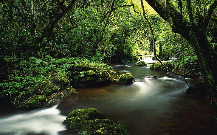 green trees, jungle, river, moss, lianas, nature, waterfall, forest