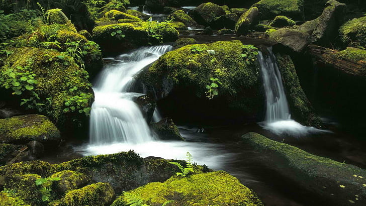 Forests National Oregon wide, waterfalls, HD wallpaper