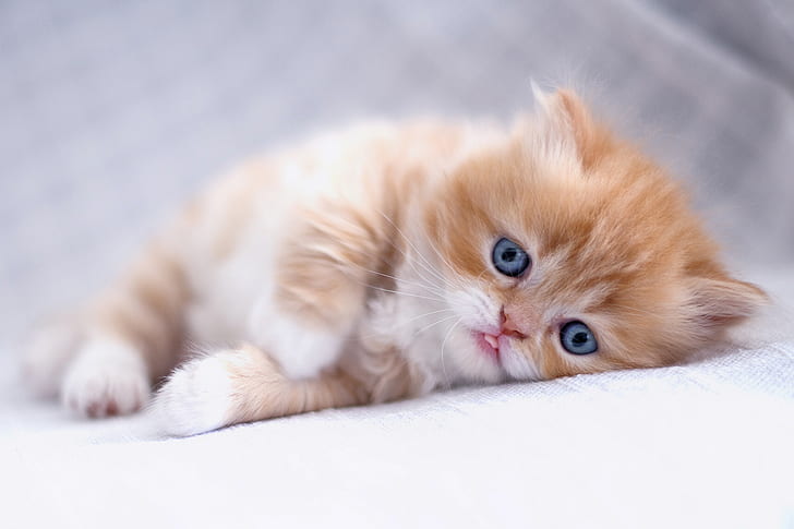 look, baby, red, kitty, ginger kitten, Persian cat, HD wallpaper