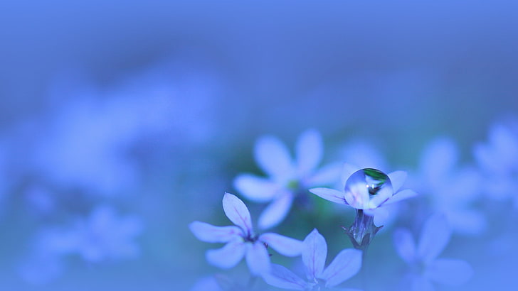 purple and white petaled flower, plants, water drops, blue background