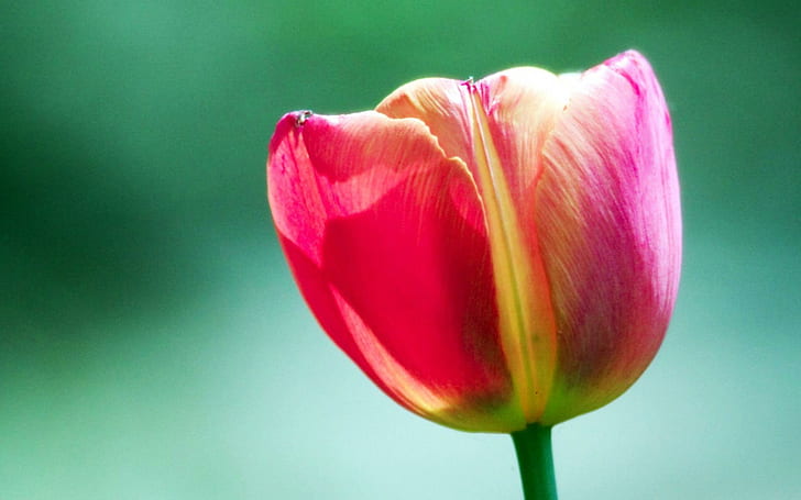 Pink Tulip Flower, pink tulip, flowers, HD wallpaper