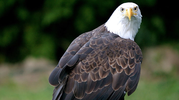 Bald Eagle, vulture, bird, animal, wildlife, eagle - Bird, nature
