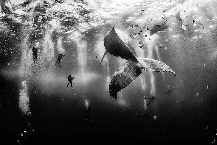 nature, whale, sea, photographer, National Geographic, underwater