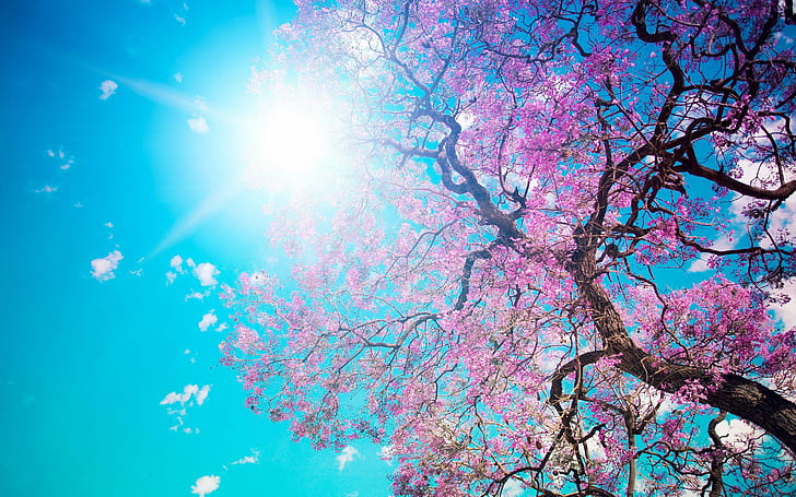 Spring Blossom Sunshine, HD wallpaper