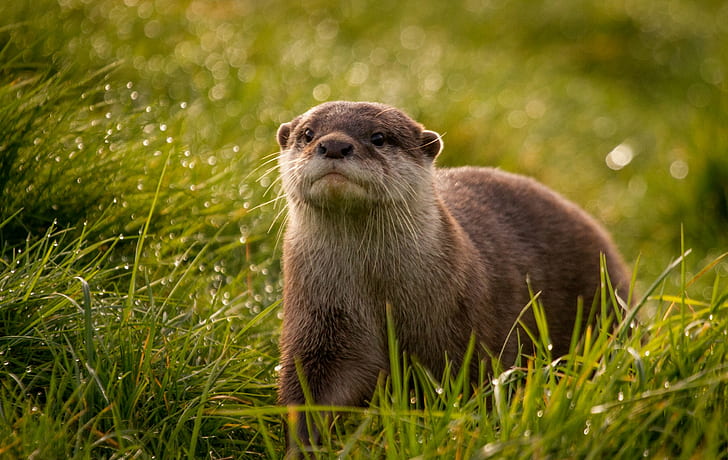 otters, HD wallpaper
