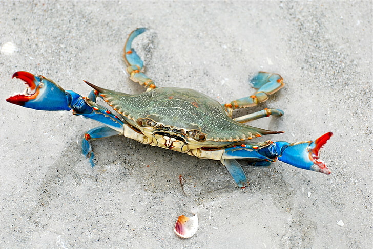HD wallpaper Crab on Beach sand  Wallpaper Flare