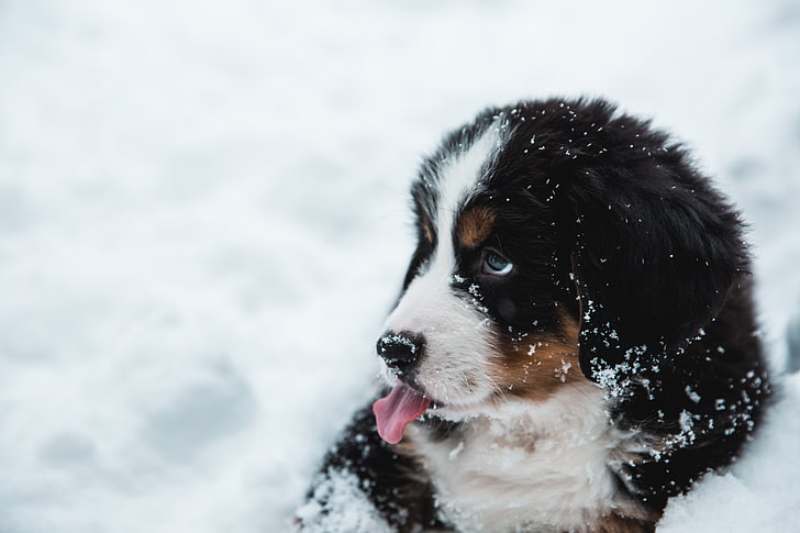 short-coated white and black puppy, dog, protruding tongue, snow