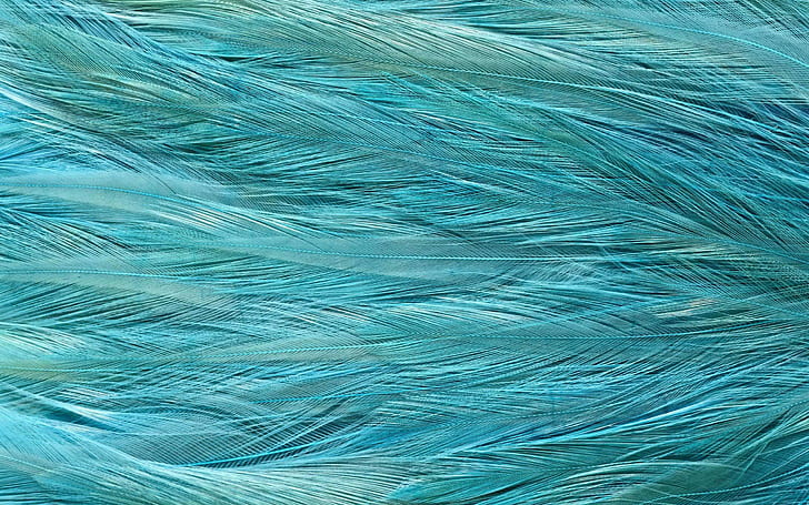 Feather texture, abstract, 2560x1600