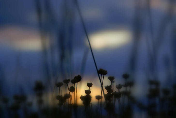 silhouette of flowers during night time, light, landscape, nature