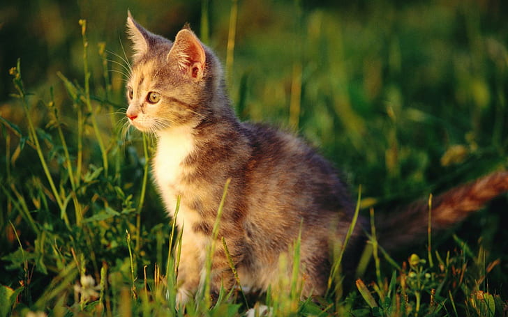 Kitten In Grass, cats, nature, green, beautiful, cute, animals, HD wallpaper