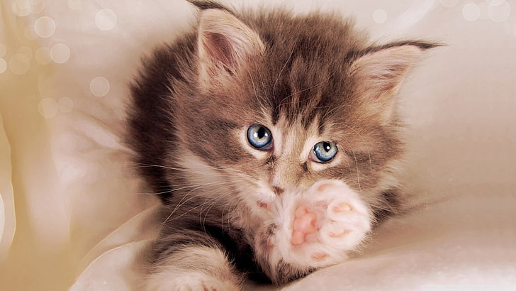 brown tabby kitten, kittens, paws, domestic, domestic cat, pets, HD wallpaper