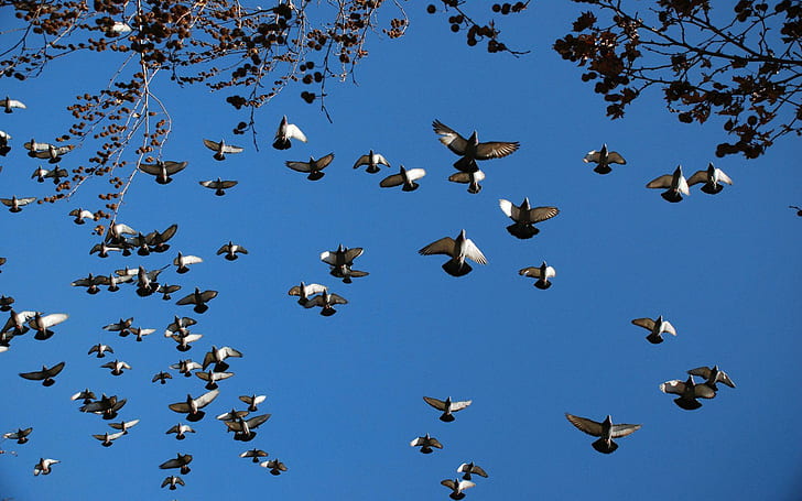 Flying pigeons, flock of birds, animals, 1920x1200, HD wallpaper
