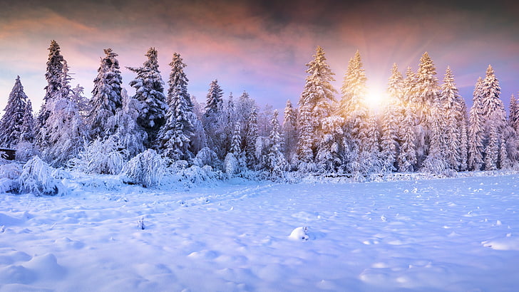 spruce, fir, sunlight, conifer, winter, snow, frost, forest, HD wallpaper