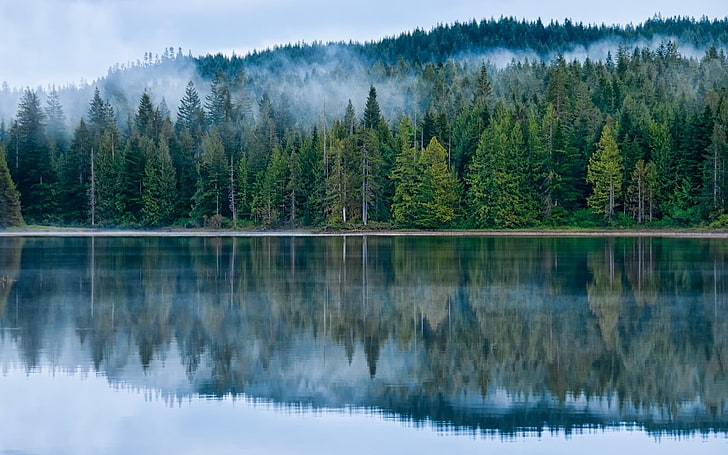 pine tree lot, mist, reflection, lake, forest, water, blue, trees