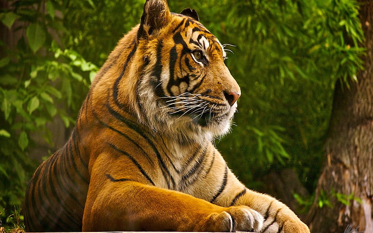 tiger, animals, nature, big cats, feline, animal themes, mammal, HD wallpaper