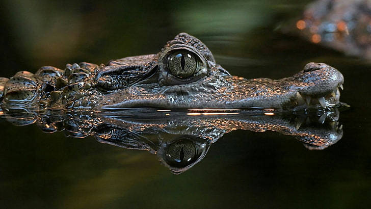 caiman, reflection, reptile, crocodile, water, close up, wildlife, HD wallpaper