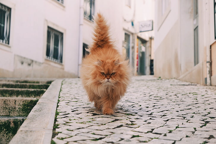 HD wallpaper: orange Persian cat, fluffy, walk, pets, animal, domestic Cat  | Wallpaper Flare