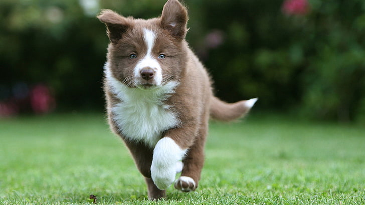 brown and white border collie puppy, running, grass, dog, pets