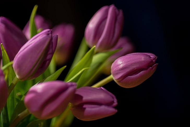 tulips, flowers, flowering plant, freshness, petal, beauty in nature, HD wallpaper