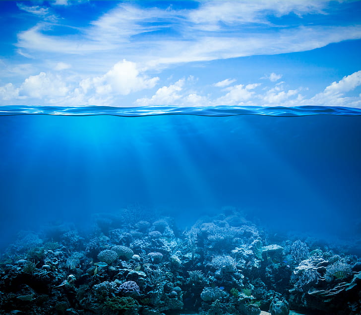 Underwater peace, tropical, coral, reef, Ocean, fishes, coral reef, HD wallpaper
