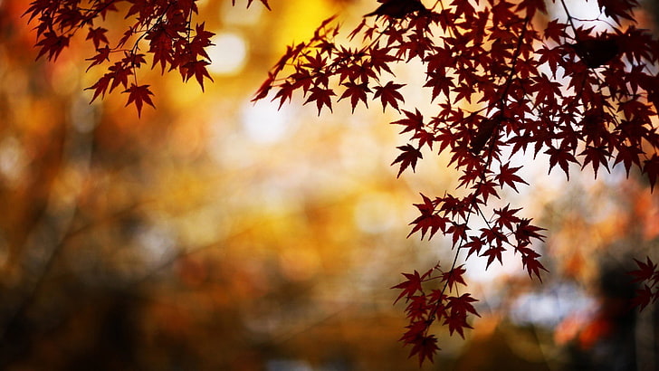 brown maple plant, bokeh photography of maple tree, nature, trees, HD wallpaper