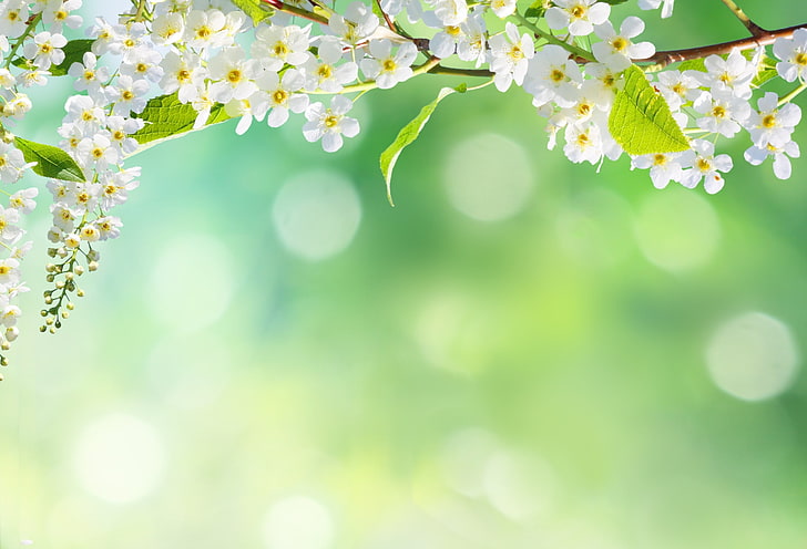 Spring Wallpaper APK for Android Download