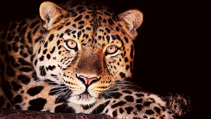 big cat, animals, jaguar, feline, leopard, fur, animal skin, HD wallpaper