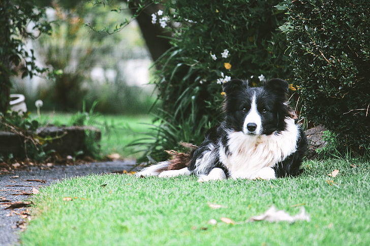 adult black and white border collie, dog, lies, spotted, pets, HD wallpaper