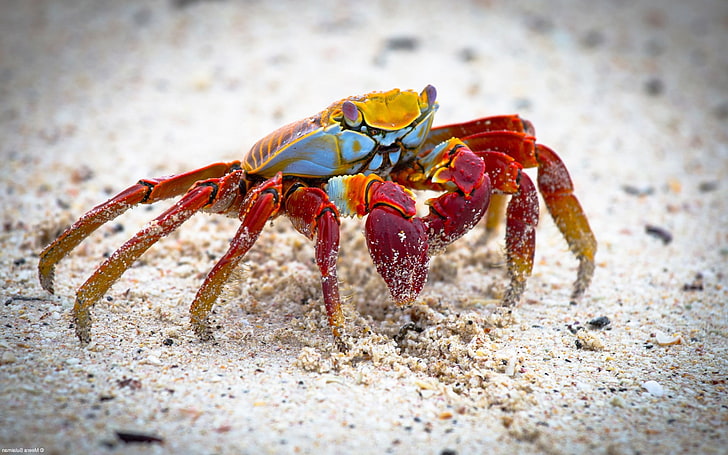 crabs, animals, nature, Grapsus, crustaceans, animal themes, HD wallpaper
