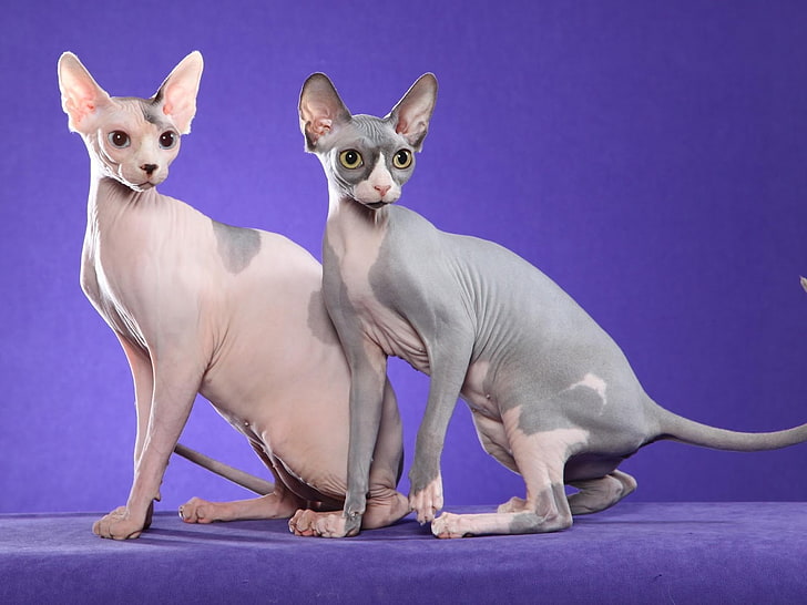 sphynx cat, mammal, group of animals, pets, two animals, domestic animals