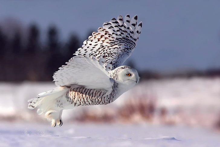 winter, snow, flight, owl, the rise, snowy owl, white owl, HD wallpaper