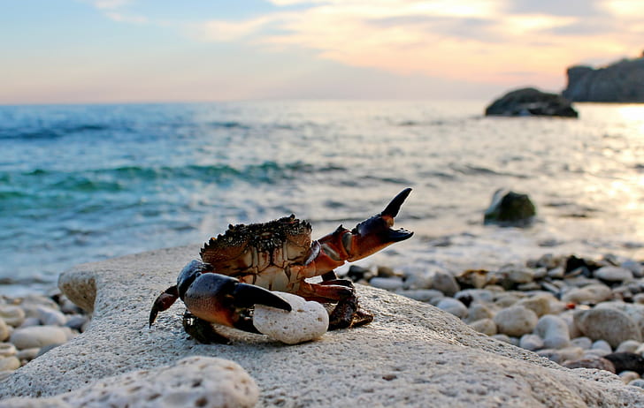 Crab on beach, brown crab, Eriphia spinifrons, Crabs, Sea, sand, HD wallpaper