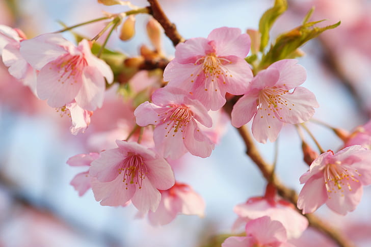 flower focus photography, smile, cherry  blossom, 桜, サクラ, HD wallpaper