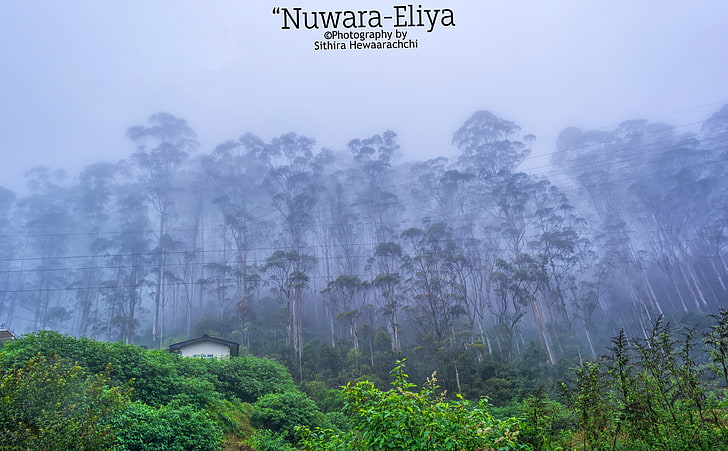 Nuwara-Eliya - Sri Lanka, Asia, Others, Trees, Forest, Woods