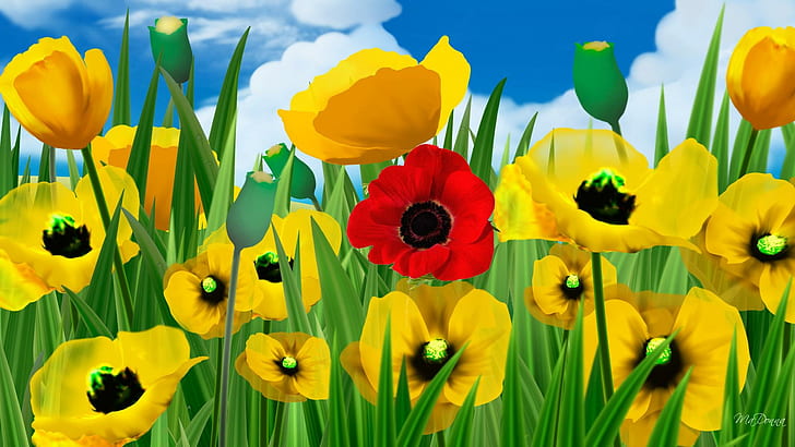 One Red Poppy, firefox persona, yellow, poppies, flowers, summer, HD wallpaper