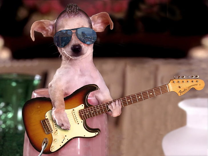 Cool Guitar Star, adult white Chihuahua, Funny, dog, musical instrument