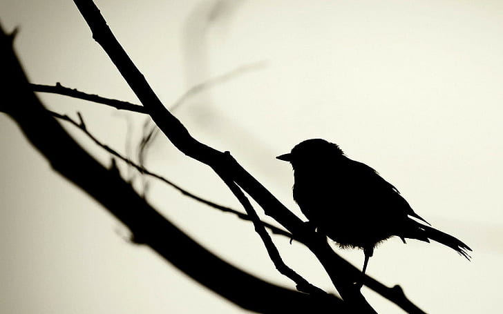 silhouette, simple, birds, macro, white background, HD wallpaper