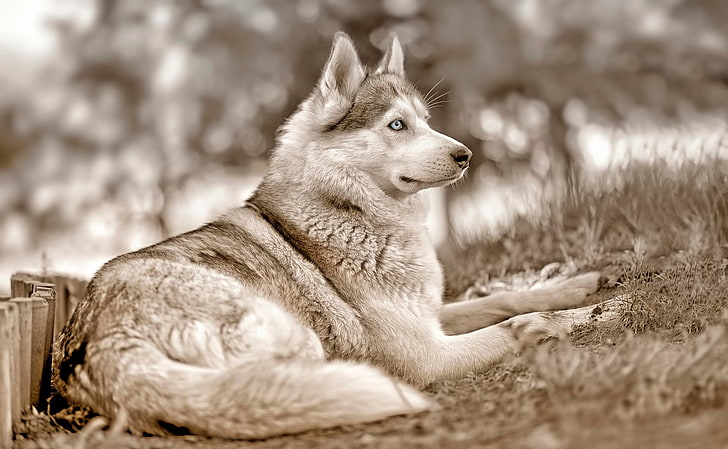 adult Siberian husky, animals, look, pose, dog, blue eyes, pets, HD wallpaper