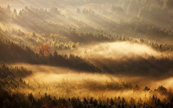 fog covered forest, aerial photography of trees, nature, landscape